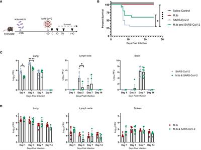 Protective interplay: Mycobacterium tuberculosis diminishes SARS-CoV-2 severity through innate immune priming